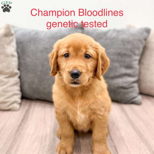 Cindy, Golden Retriever Puppy